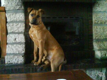 voila mon chien vyruss